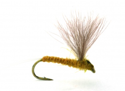 Guideline Runes CDC Nohackle L. Olive