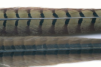 Veniard Cock Pheasant Centre Tail