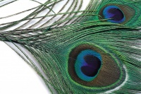 Veniard Peacock Eye Top - Natural