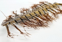 Chuck N Duck Double Knotted 1/2 Pheasant Tail