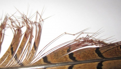 Semperfli Double Knee Knotted Pheasant Tail - Natural